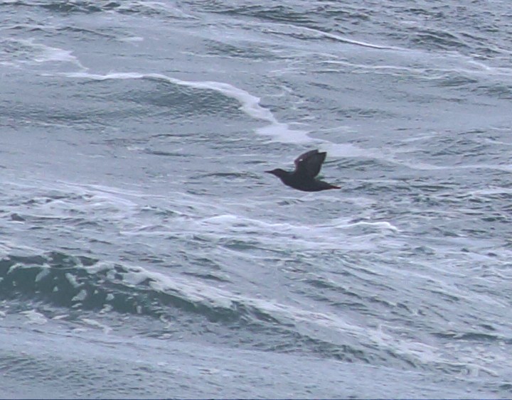 Pigeon Guillemot - ML57185821