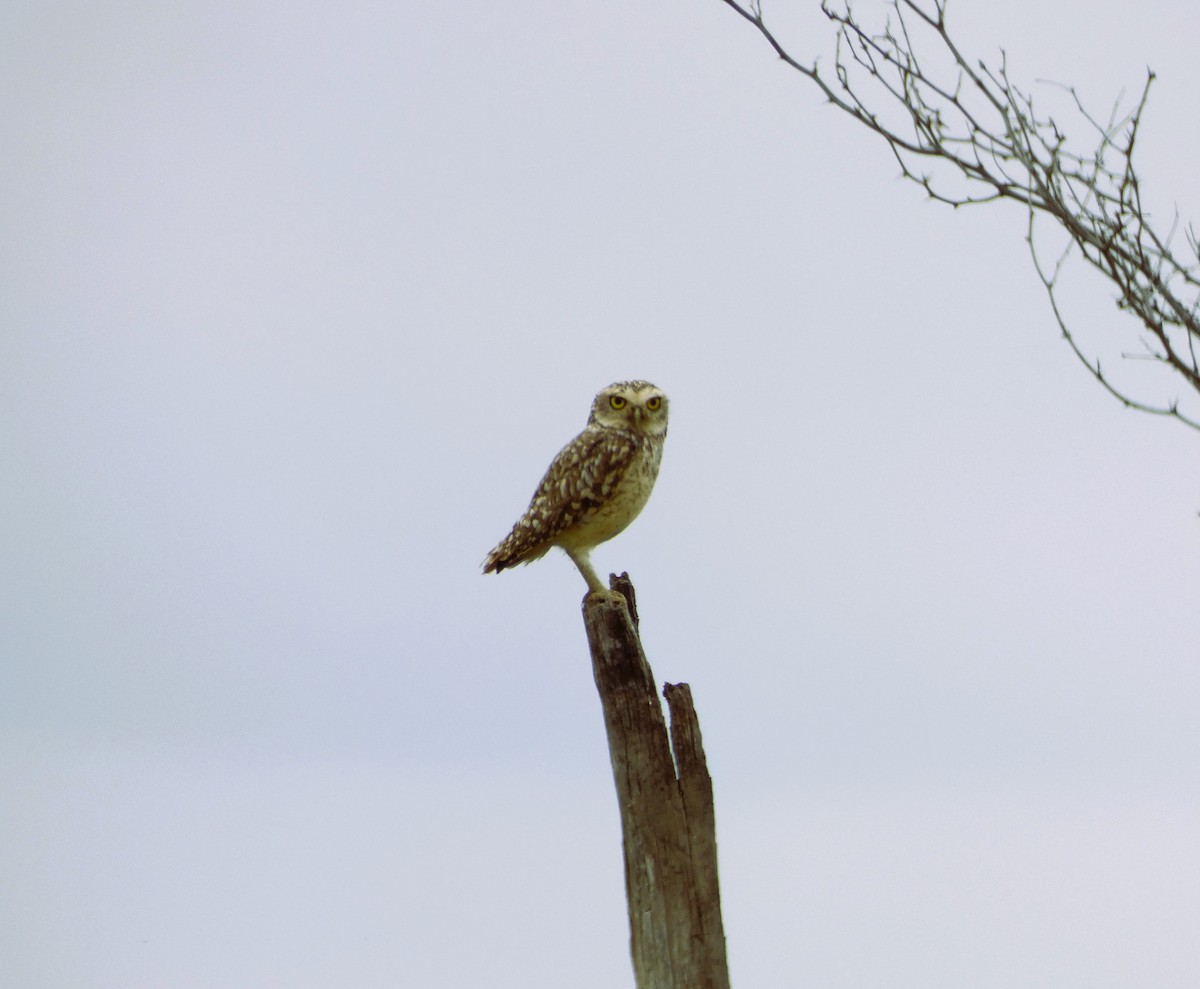 Burrowing Owl - ML571858891