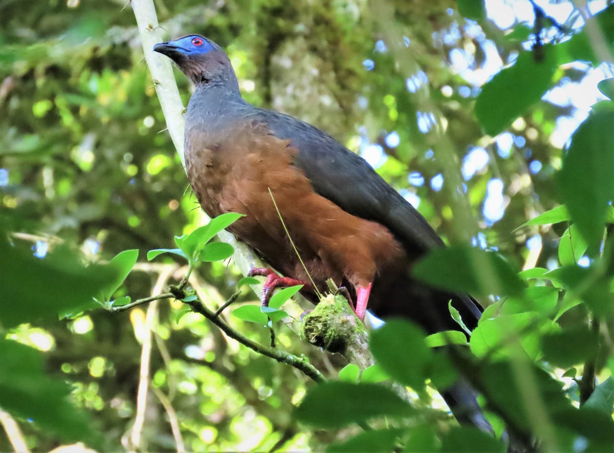 Sickle-winged Guan - ML571859101