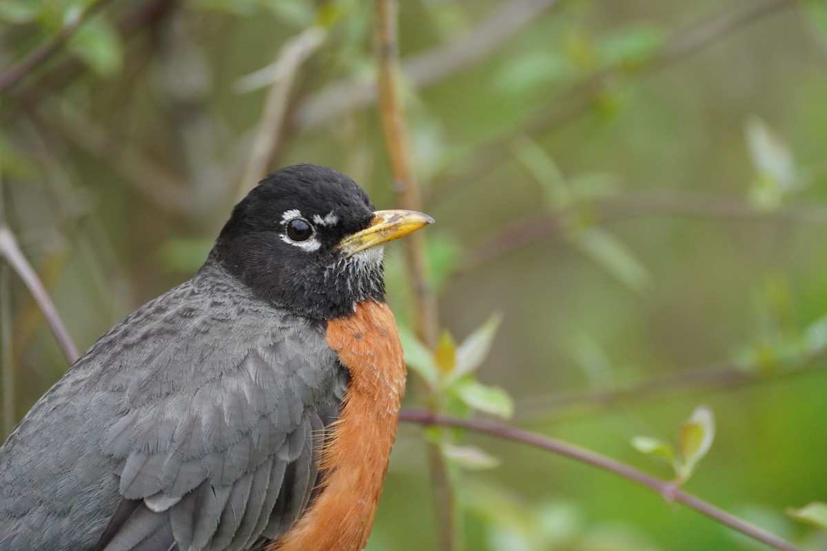 American Robin - ML571859161