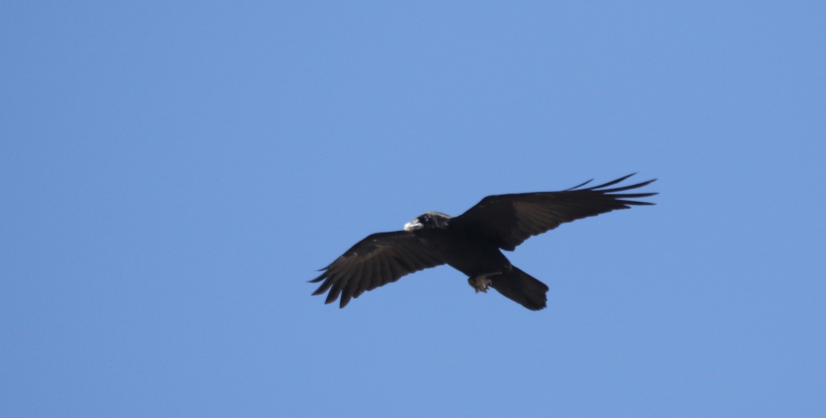 Common Raven - ML571859261