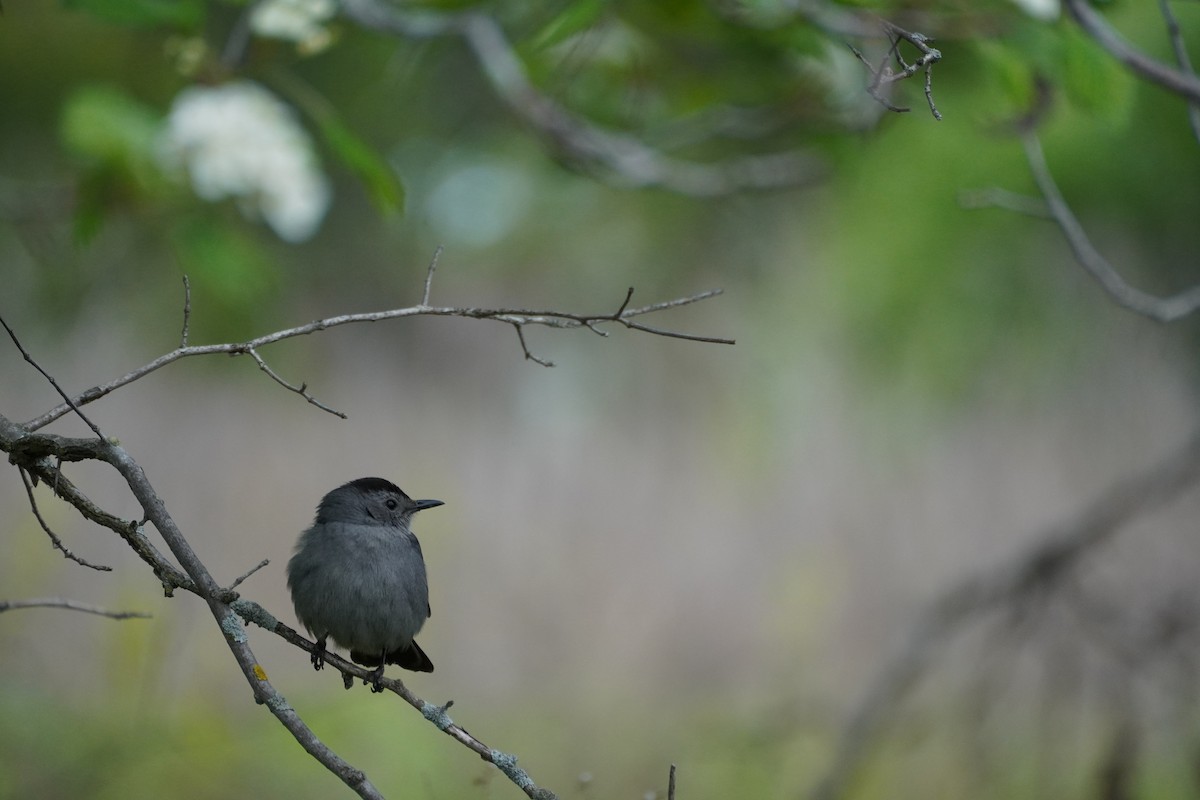 Gray Catbird - ML571859301