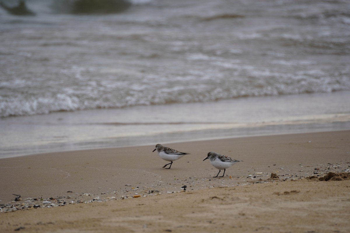 Bécasseau sanderling - ML571859331