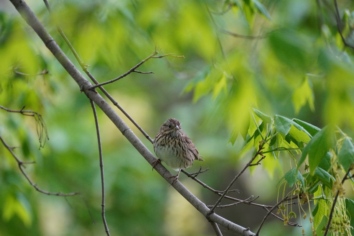 Lincoln's Sparrow - ML571859421