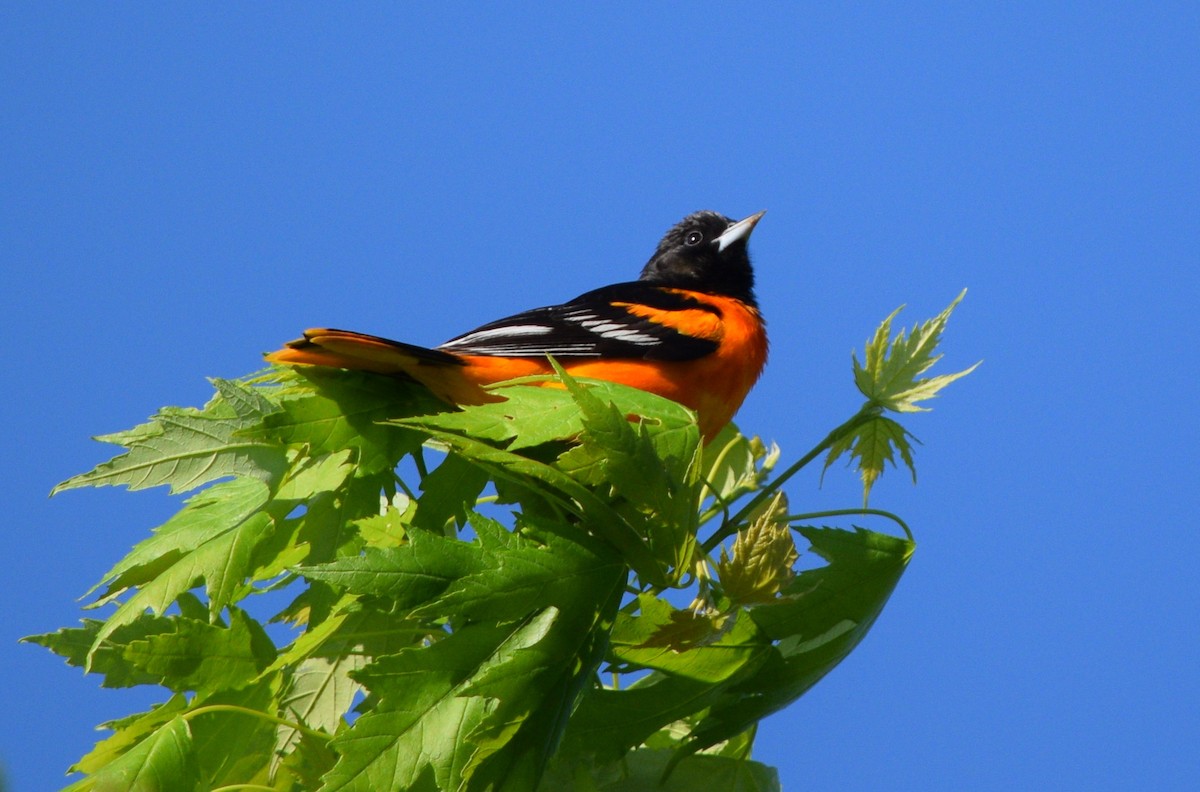 Baltimore Oriole - ML571860721