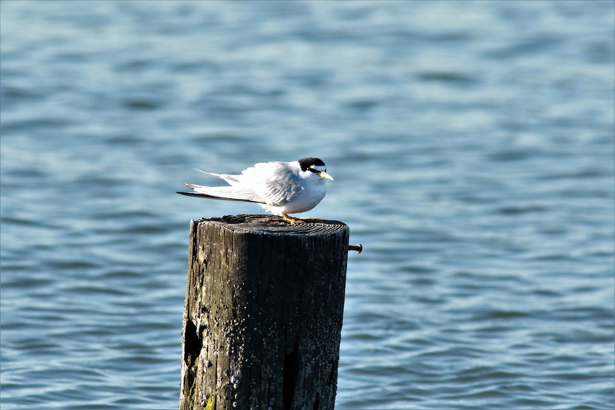 Least Tern - ML57186081
