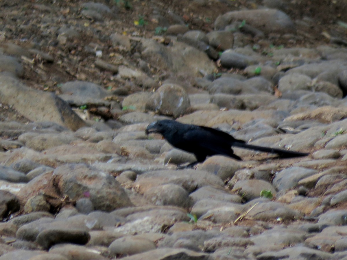 Groove-billed Ani - ML571861301