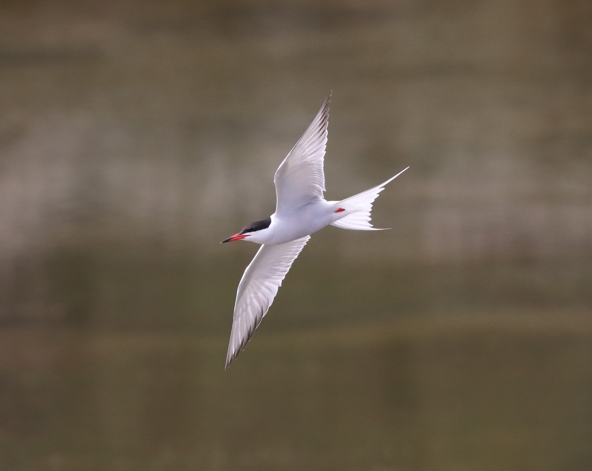 Common Tern - Steve James