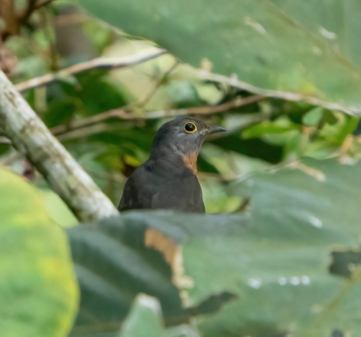 Brush Cuckoo - ML571863031