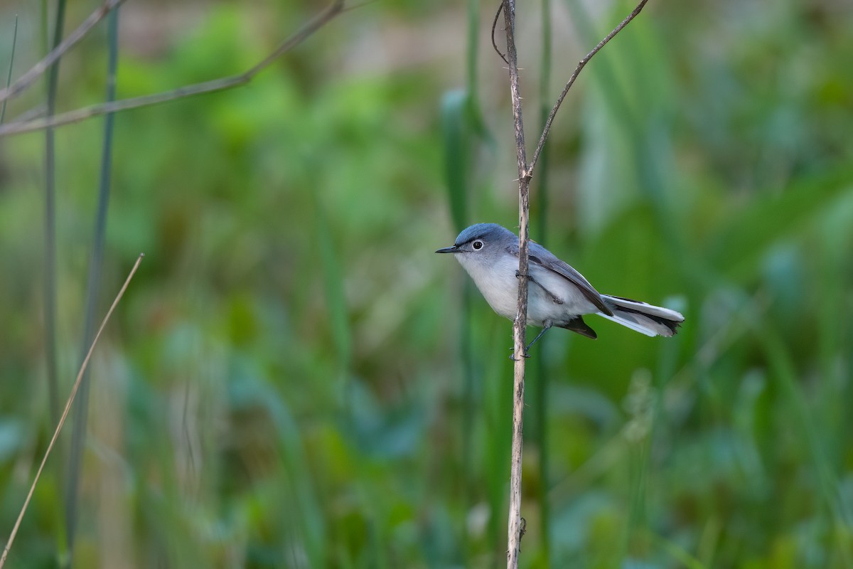 Blue-gray Gnatcatcher - ML571863681