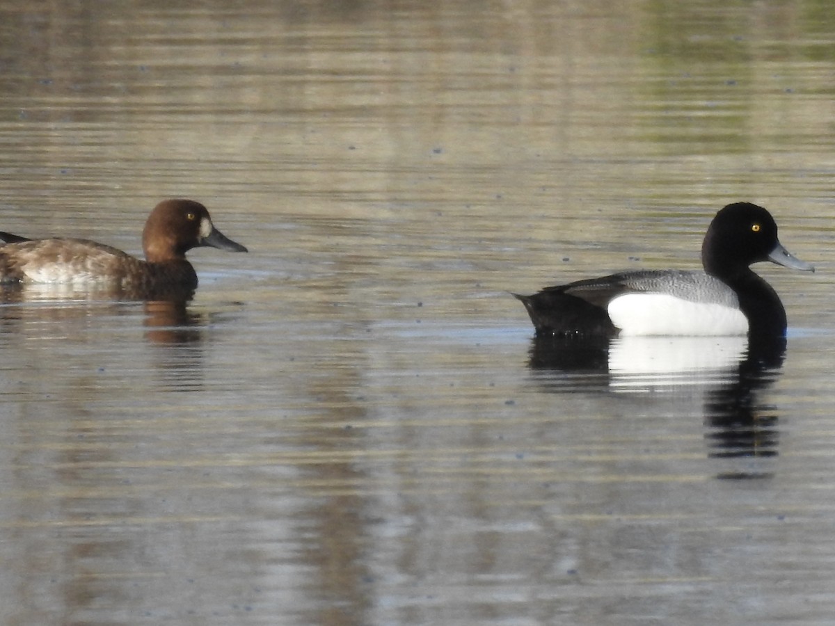 Lesser Scaup - ML571863871