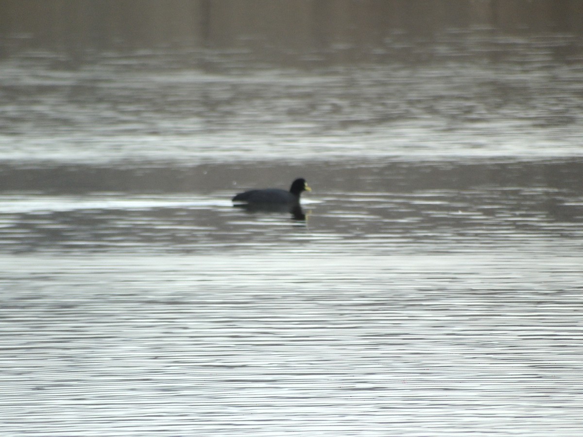 White-winged Coot - ML571863981