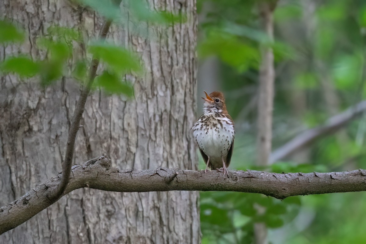 Wood Thrush - ML571863991