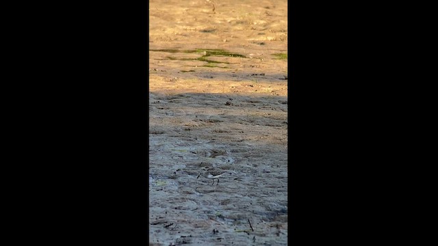 Bécasseau semipalmé - ML571864921