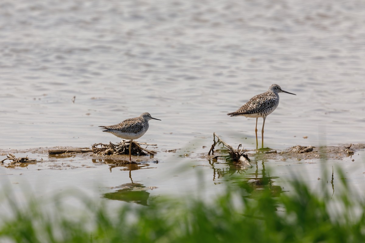 Lesser Yellowlegs - ML571865031