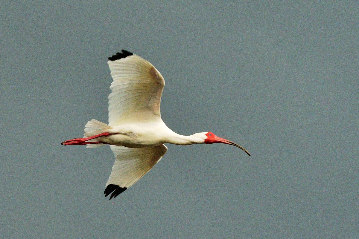 White Ibis - lucas valderas