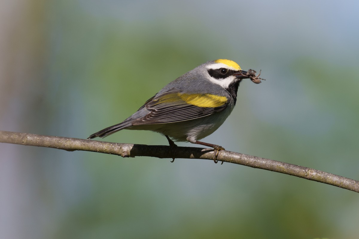 Golden-winged Warbler - ML571866181