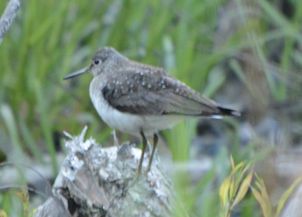 Solitary Sandpiper - ML571866651