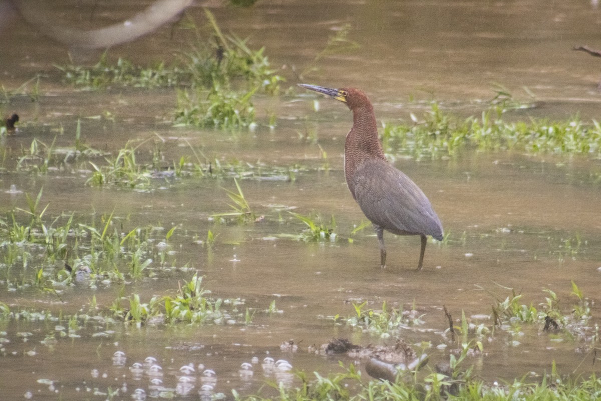 Rufescent Tiger-Heron - ML571867371