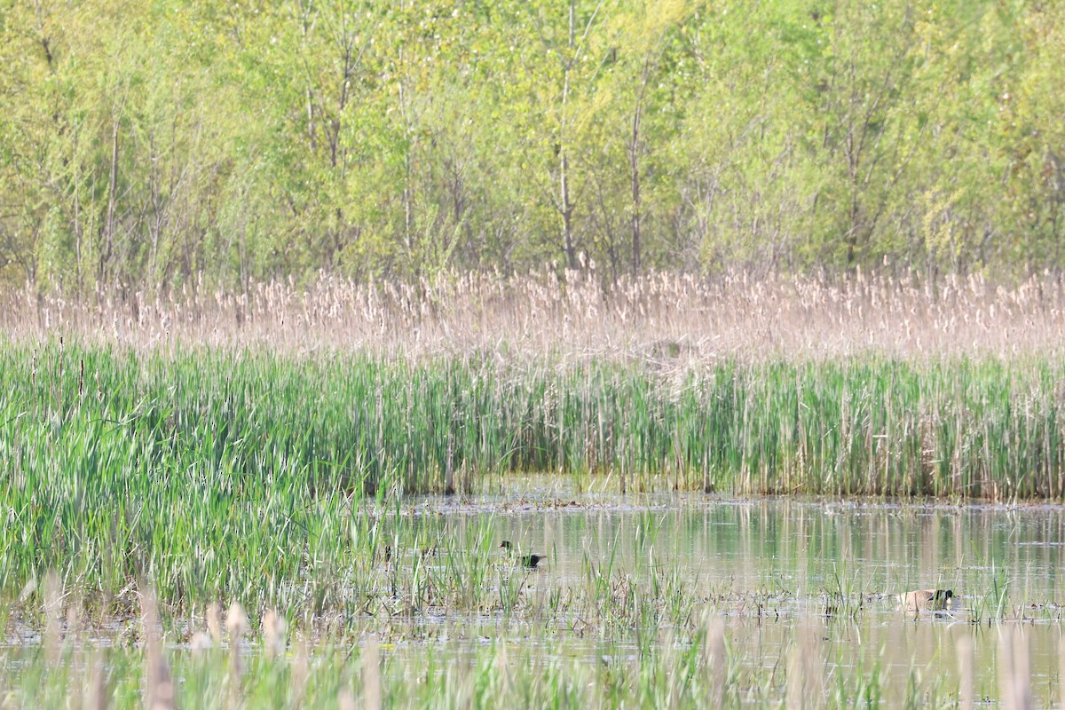 Wood Duck - Stacy Drake