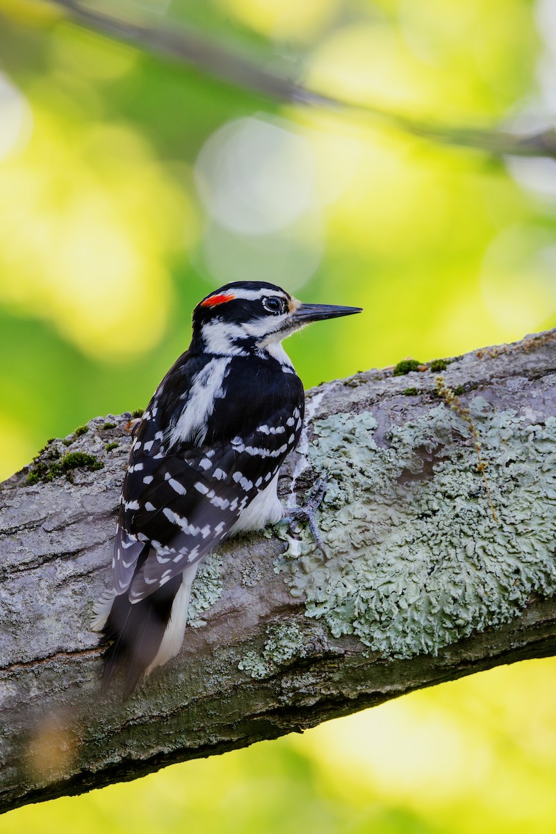 Hairy Woodpecker - ML571868251