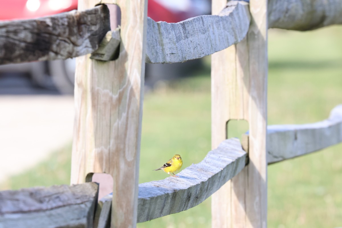American Goldfinch - Stacy Drake