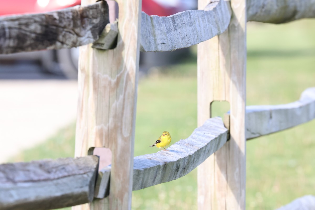 American Goldfinch - ML571868361