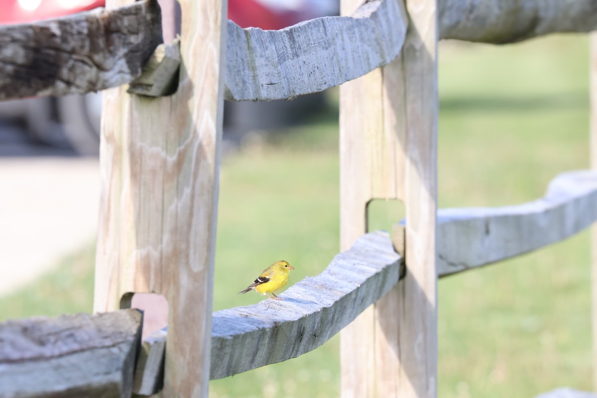 American Goldfinch - ML571868371