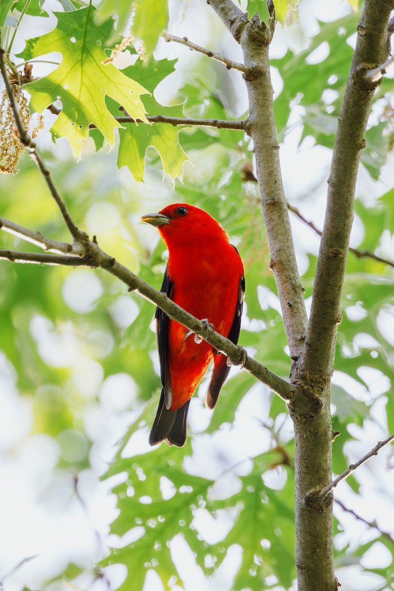 Scarlet Tanager - ML571868441