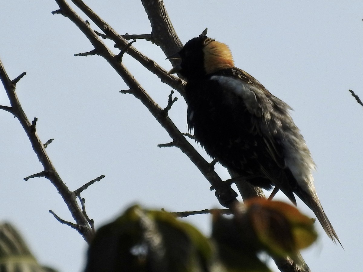 Bobolink - Curt Davis