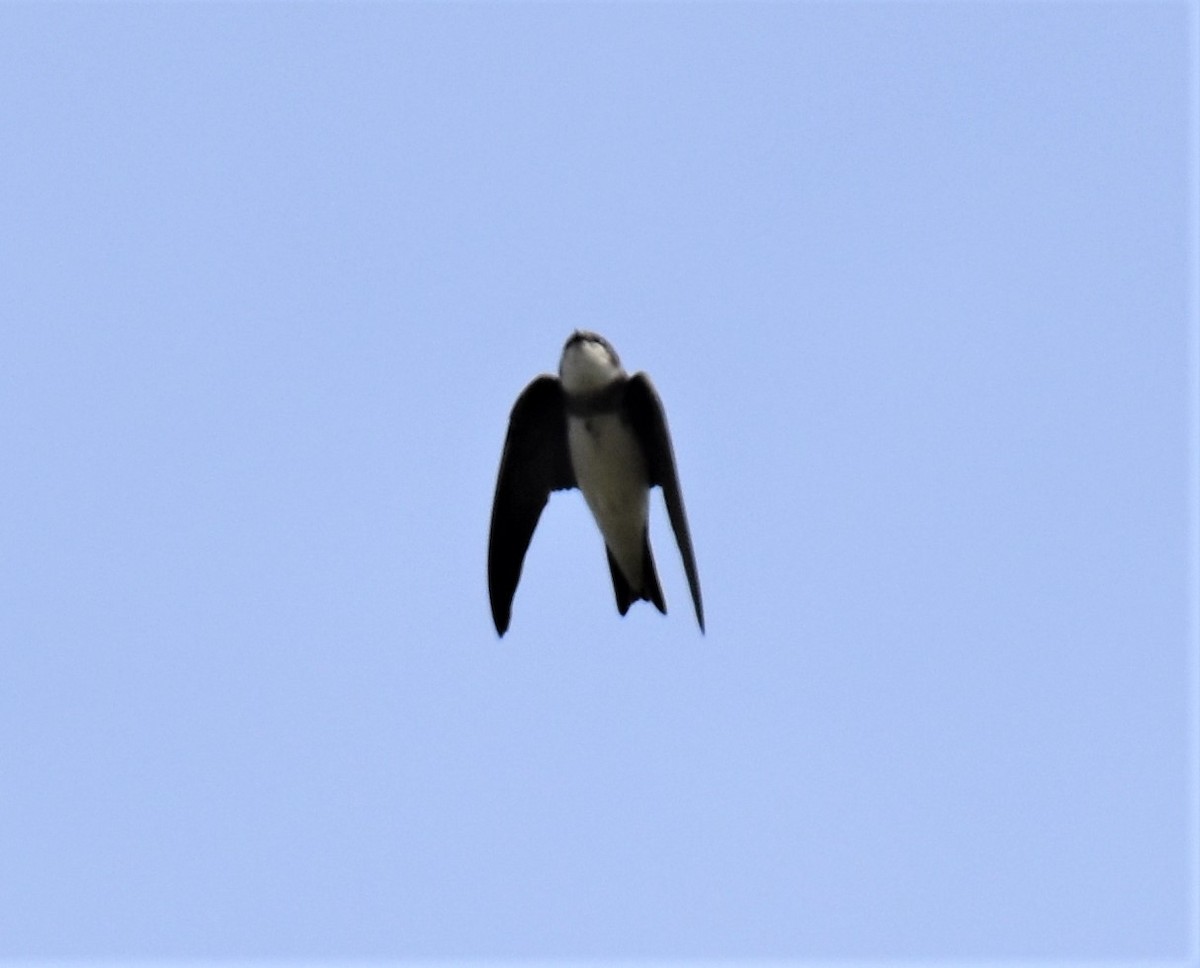 Bank Swallow - ML571870311