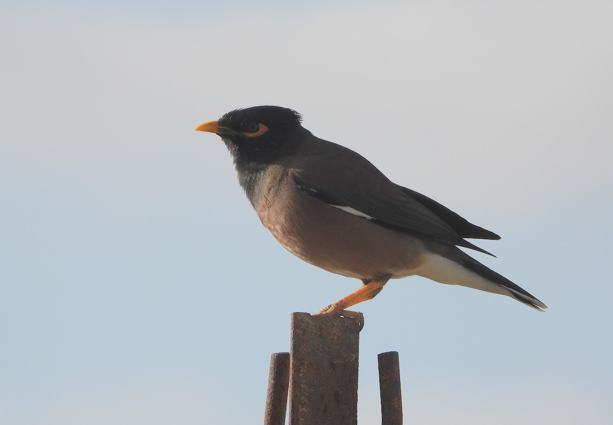 Common Myna - Helena Trzeciak