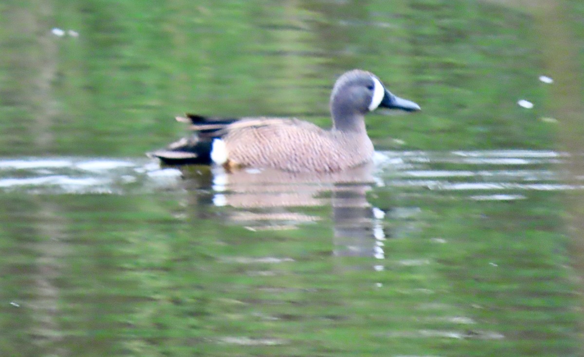 Blue-winged Teal - ML571870771