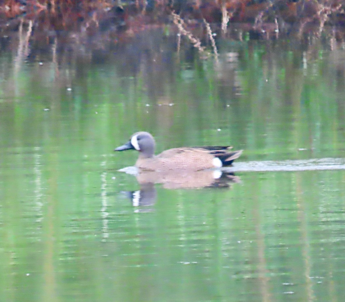 Blue-winged Teal - ML571870991