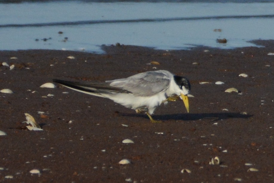 Yellow-billed Tern - Mark Hulme