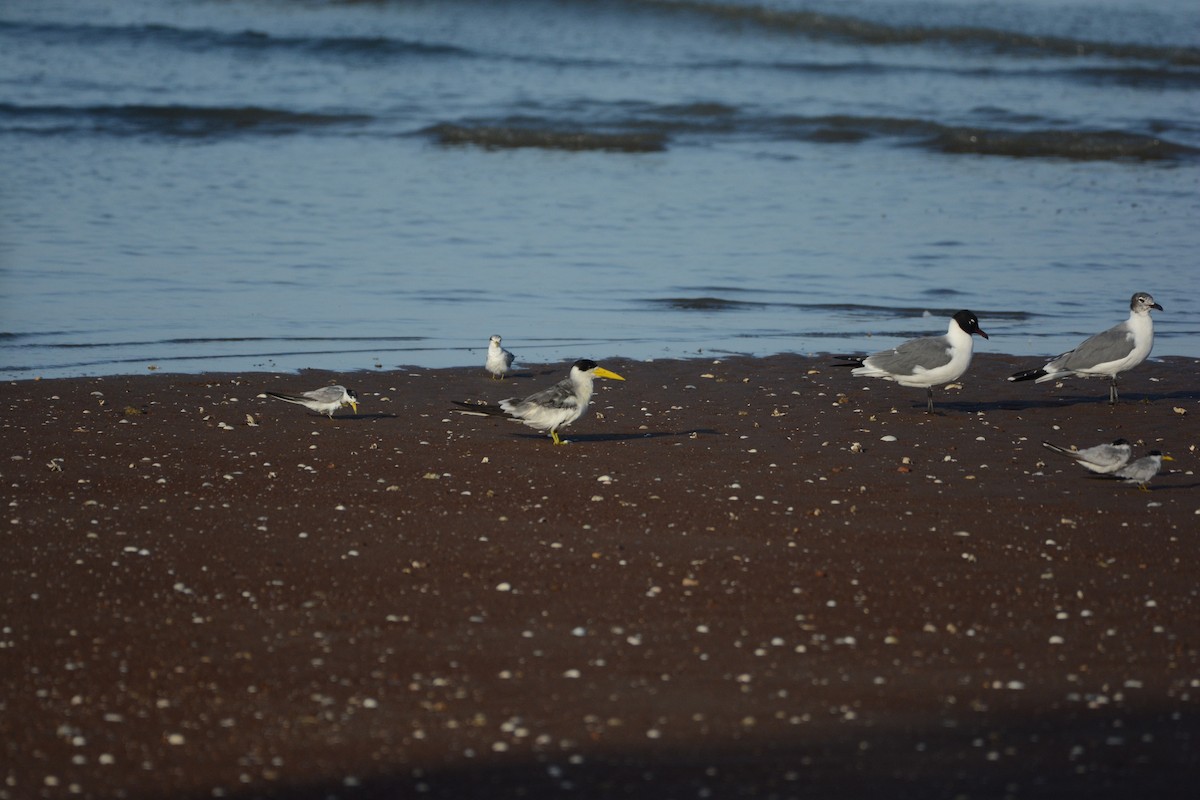 Yellow-billed Tern - Mark Hulme
