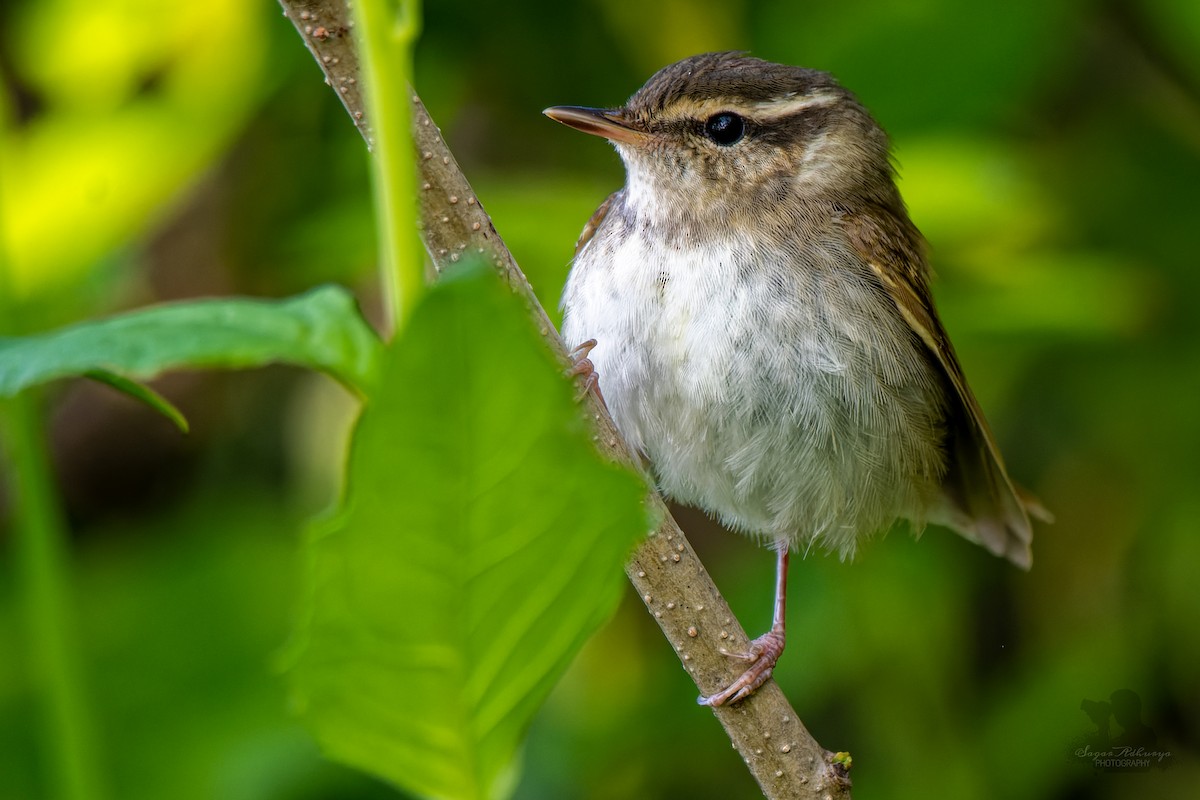 Pale-legged Leaf Warbler - Dr. Sagar Adhurya