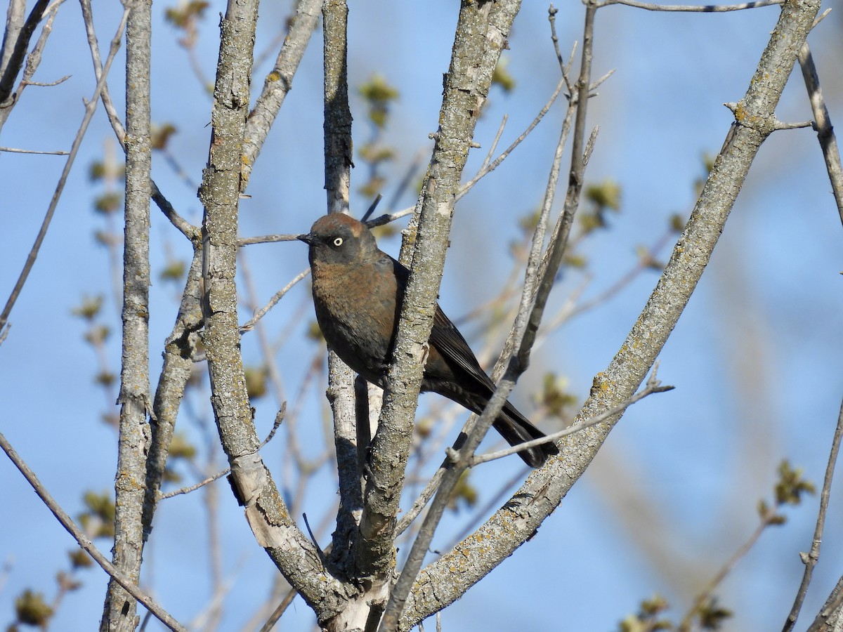 Rusty Blackbird - ML571872951