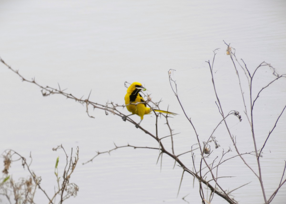 Yellow-tailed Oriole - ML571873011