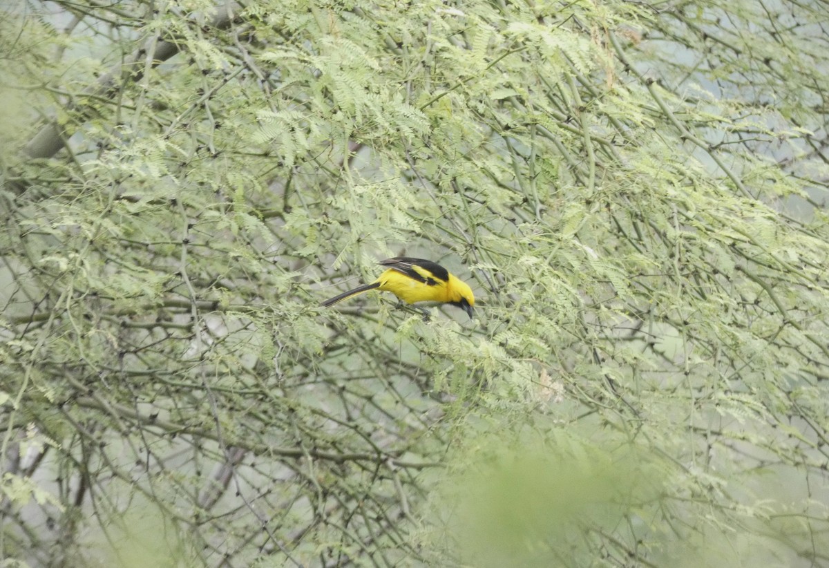 Yellow-tailed Oriole - ML571873021