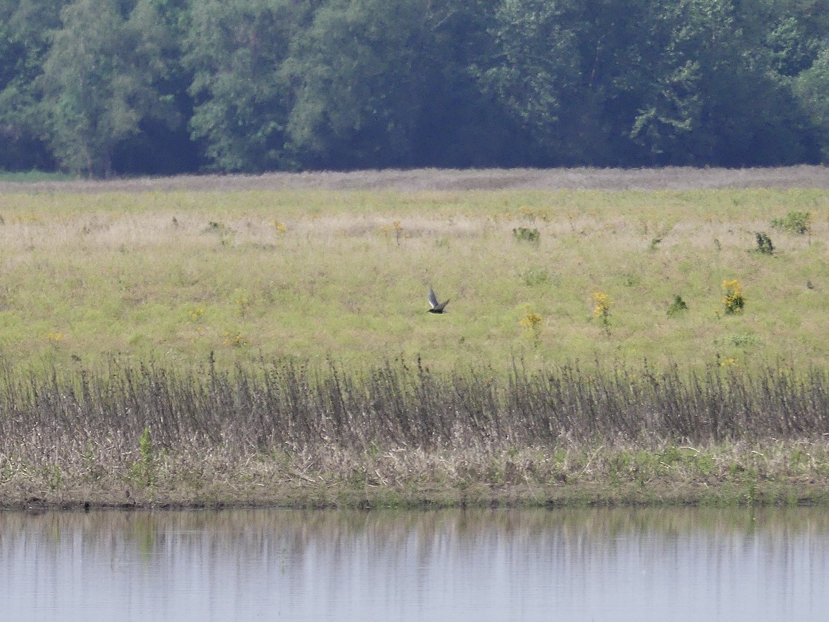 Black Tern - ML571873031