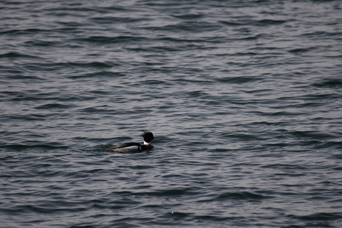 Red-breasted Merganser - ML571873411