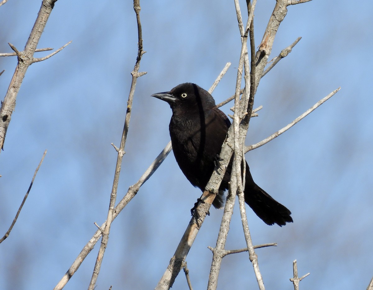 Rusty Blackbird - ML571873431