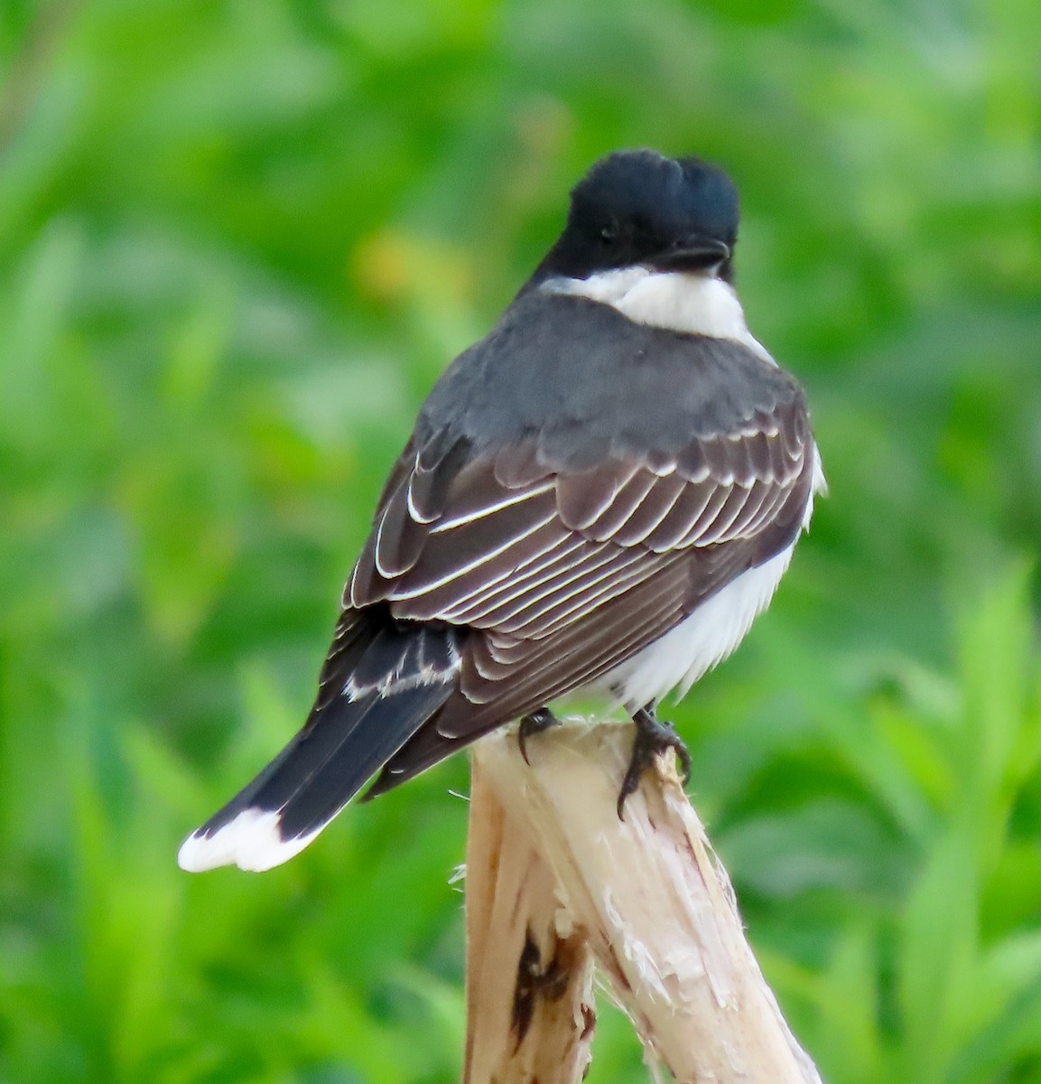 Eastern Kingbird - ML571873541