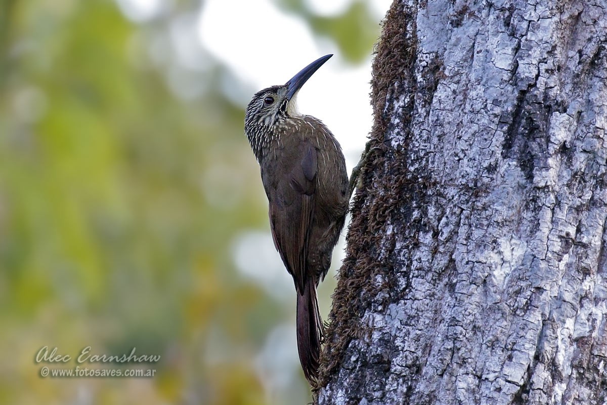 White-throated Woodcreeper - ML57187361