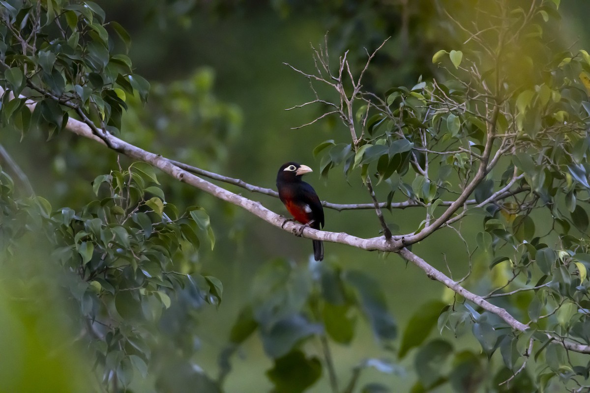 Double-toothed Barbet - ML571873611