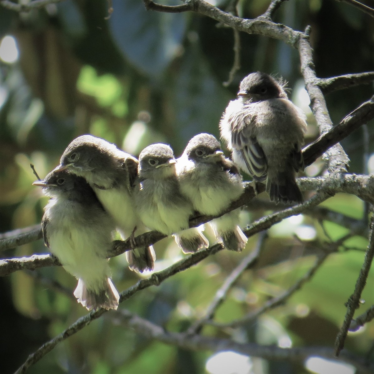 Eastern Phoebe - ML57187401