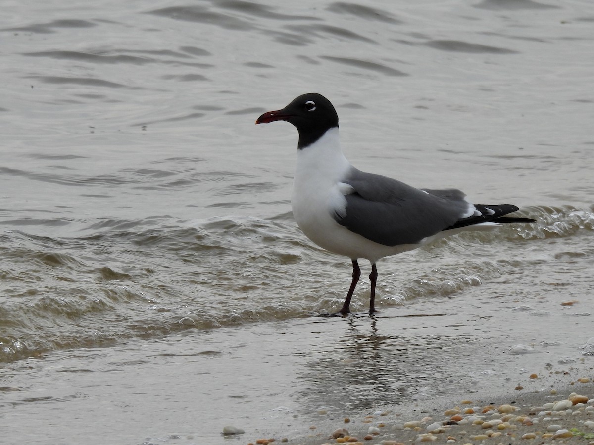 Gaviota Guanaguanare - ML571874121