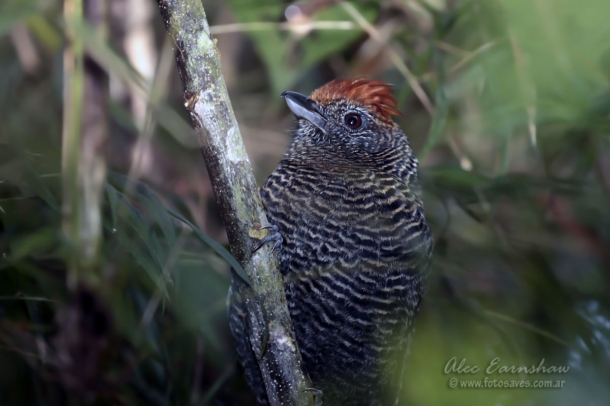 Tufted Antshrike - Alec Earnshaw