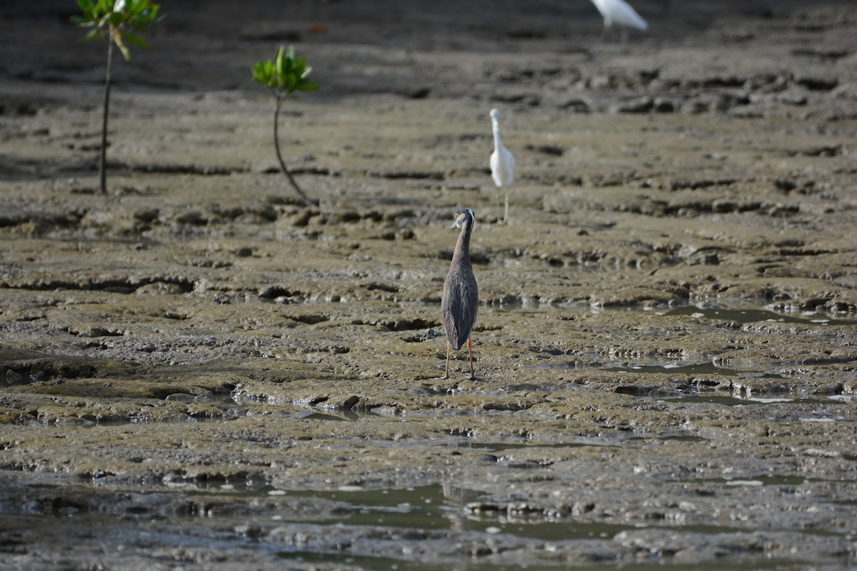 Yellow-crowned Night Heron - ML571876021